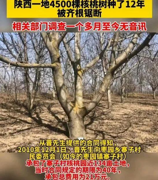 陕西一地4500棵核桃树种了12年被齐根锯断，大部分都处于盛果期，每棵树收益10