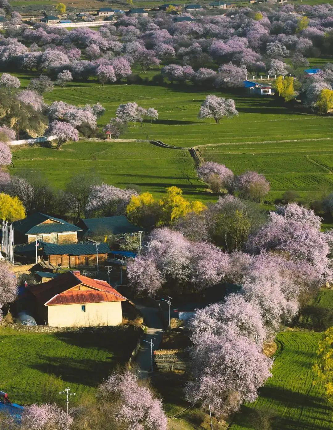 像极了一朵朵粉色的云☁
  