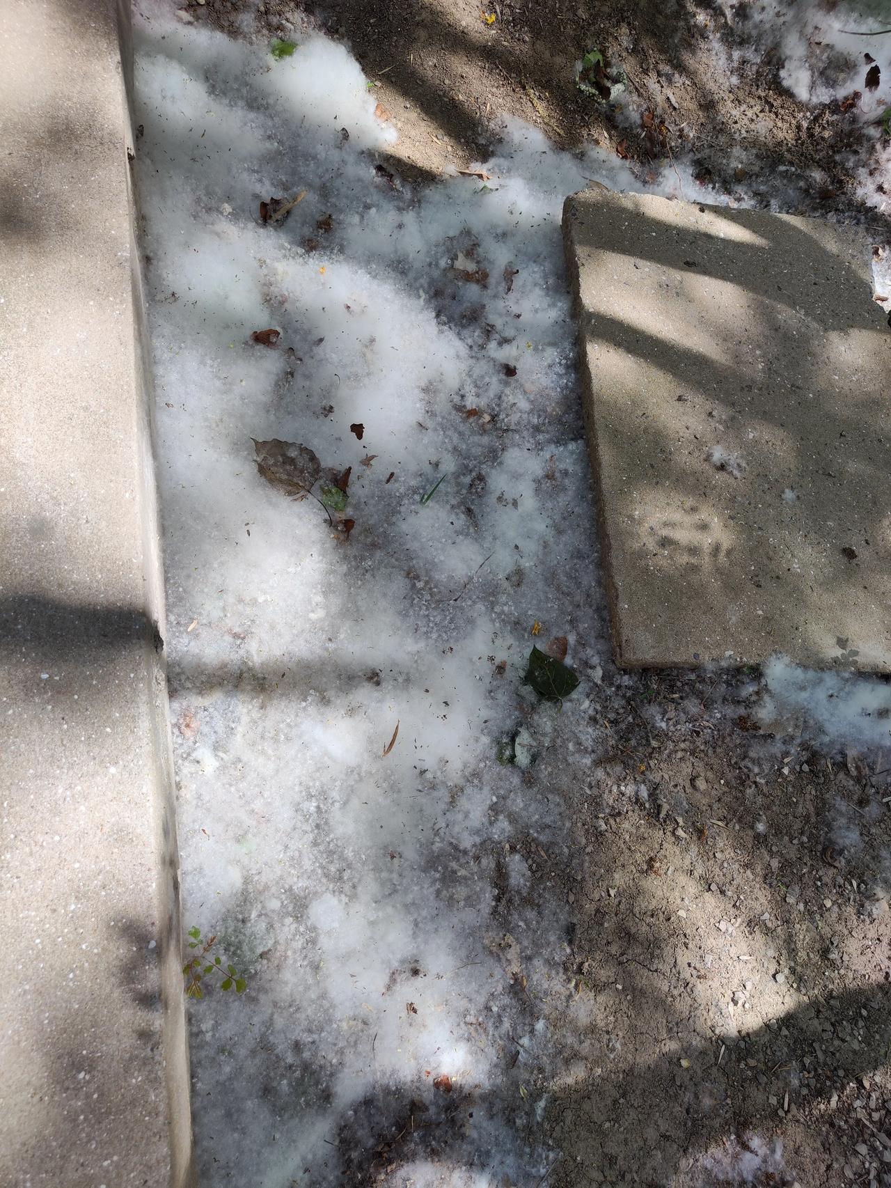 塘沽森林公园的杨絮泛滥了，跟一层白雪似的[偷笑]