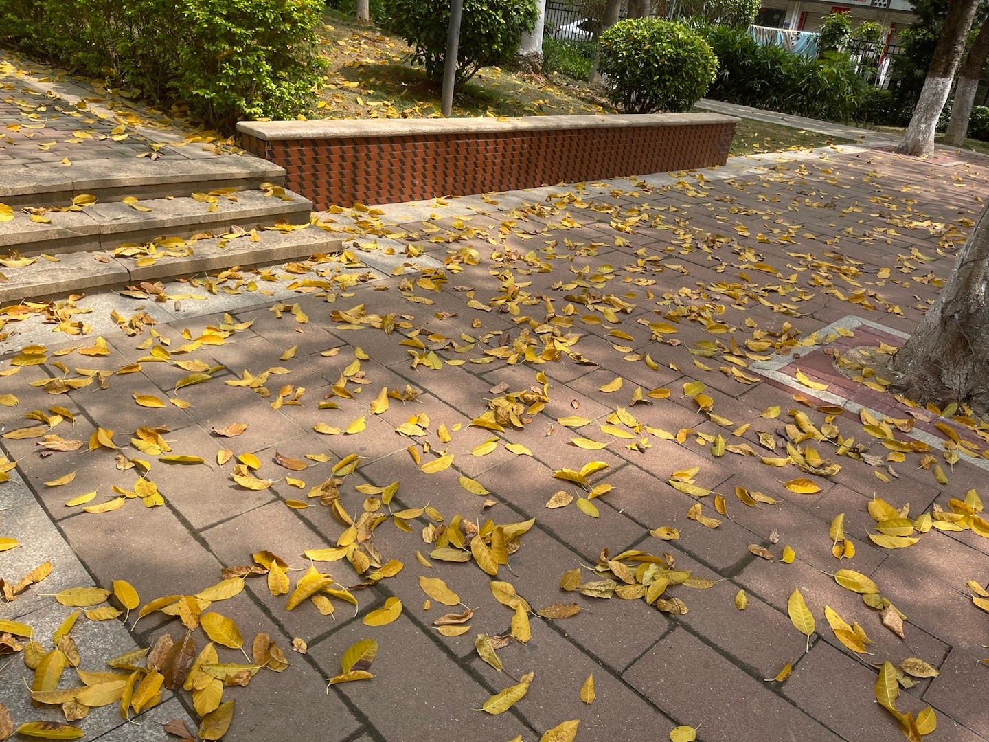 春分扫落叶~#四月你好#  ​​​