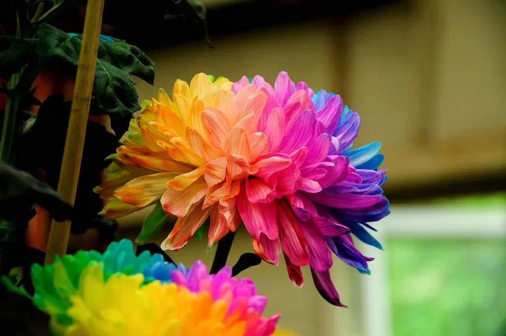 “ 七彩菊，迎好运 .. ” ​​
  