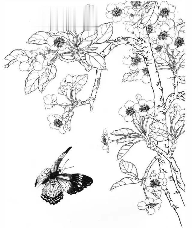 素材 | 一组工笔线描《花 蝴蝶》画稿12幅
  