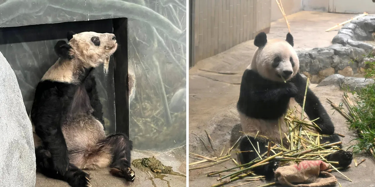 这就是虐待动物在美大熊猫丫丫对比在日大熊猫香香对比强烈：美国人照顾出来的大熊猫“