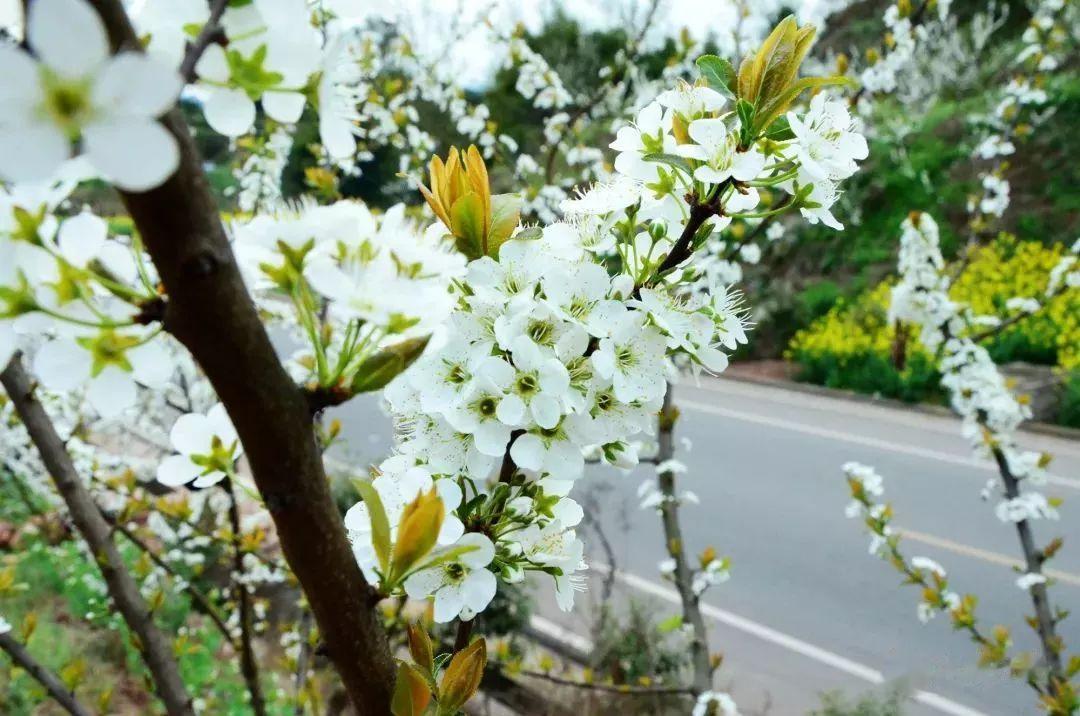 “丹棱桔橙”已经成为了丹棱向世界展示自己的“靓丽名片”，其中以“丹棱桔橙”最为突