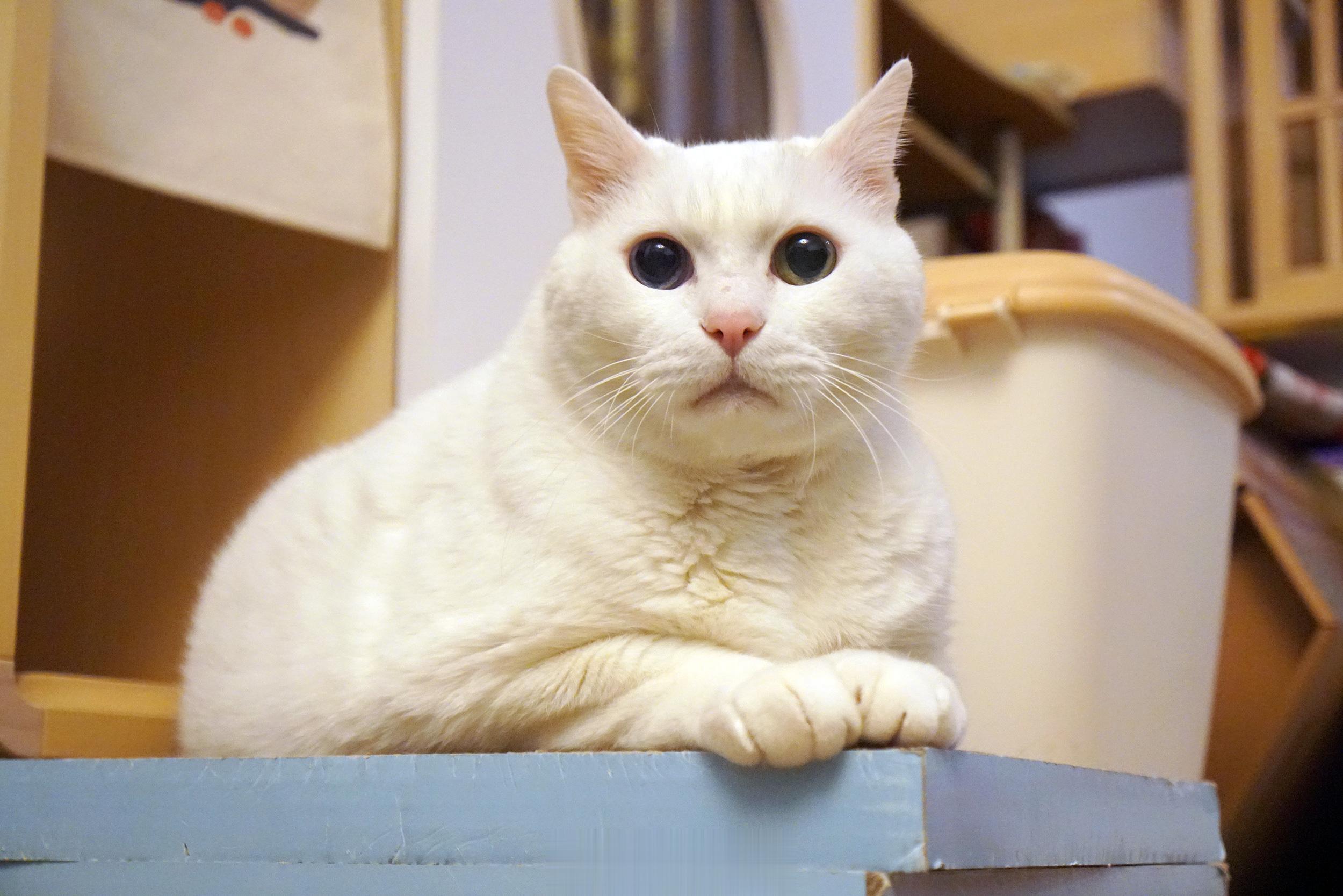 睡前看一下老寶，要降溫惹請蓋好