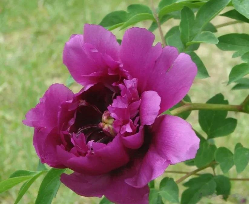 分享图片——百花之王绝色牡丹
