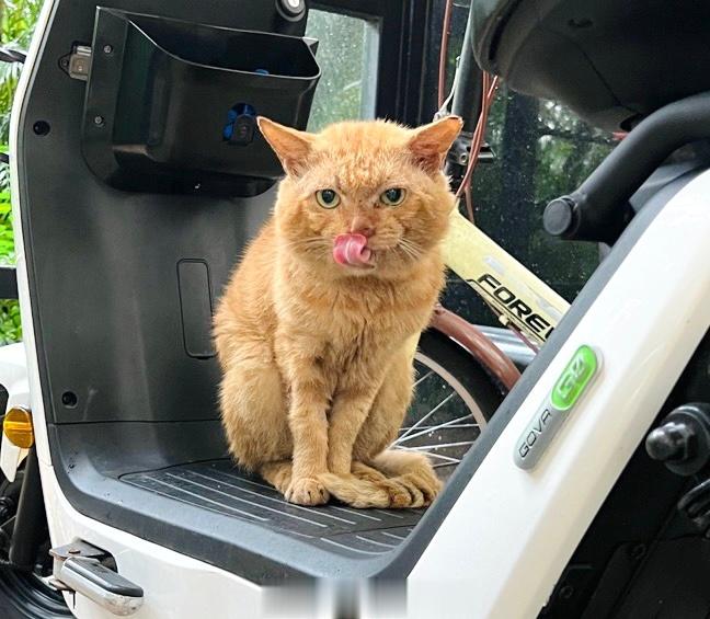今天是世界流浪動物日（World Stray Animals Day），願流浪動