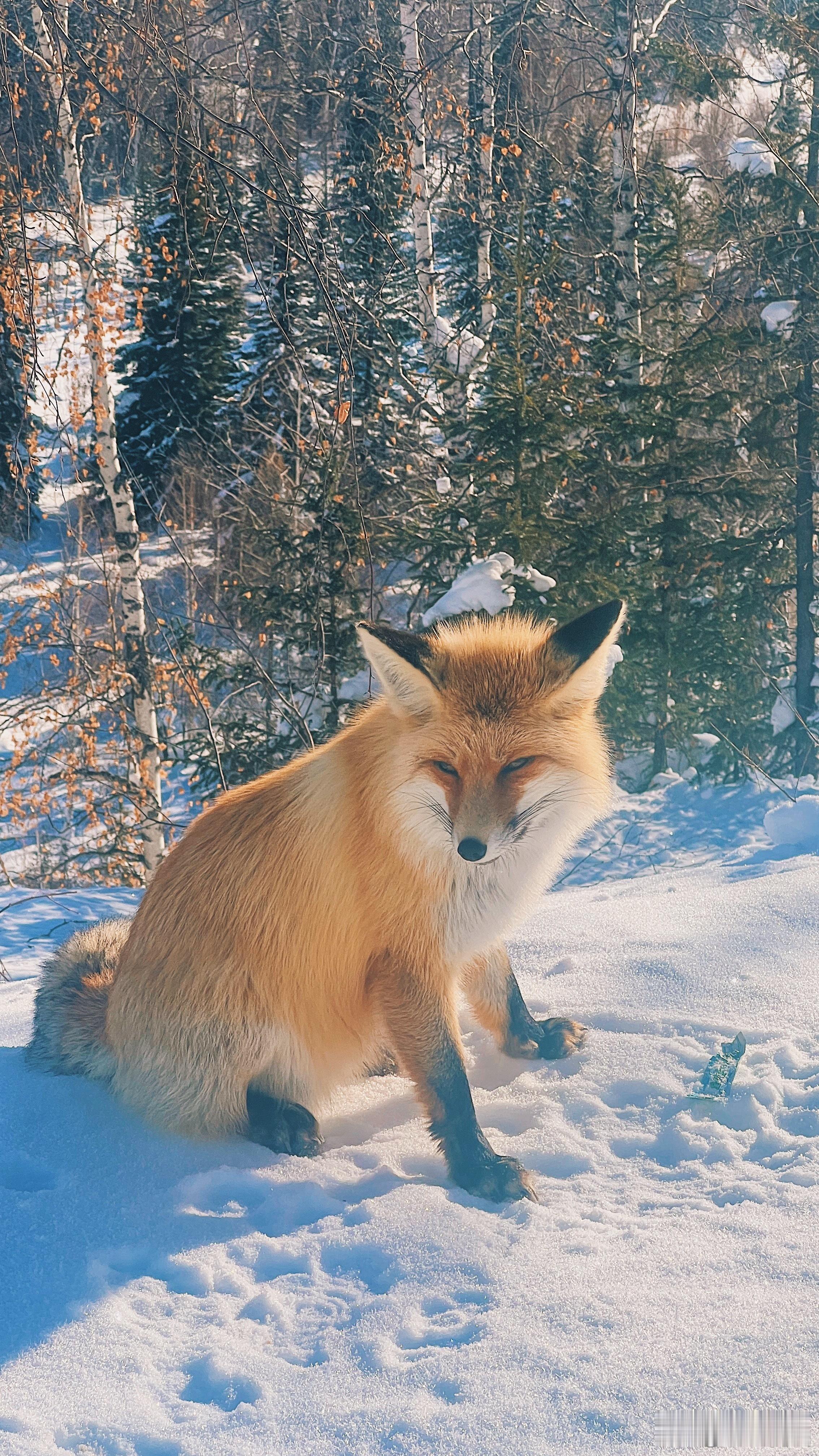 🦊  ​​​