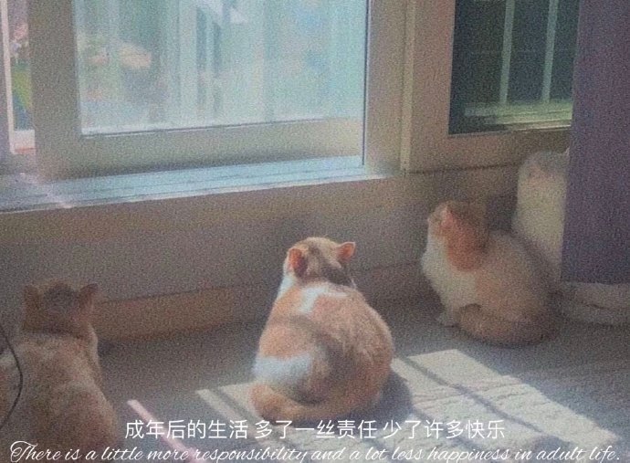  你浪漫吗 心上开玫瑰了吗 ​​​