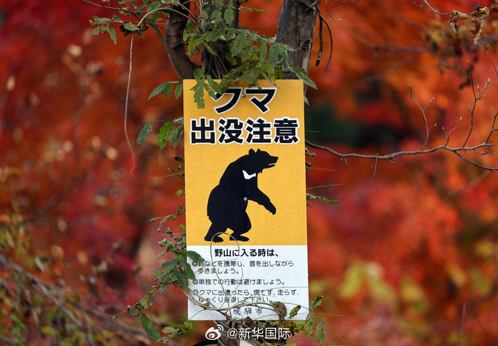 #日本不冬眠的熊#【#冬眠季日本仍有熊频繁出没#】眼下本是熊冬眠的季节，但位于日