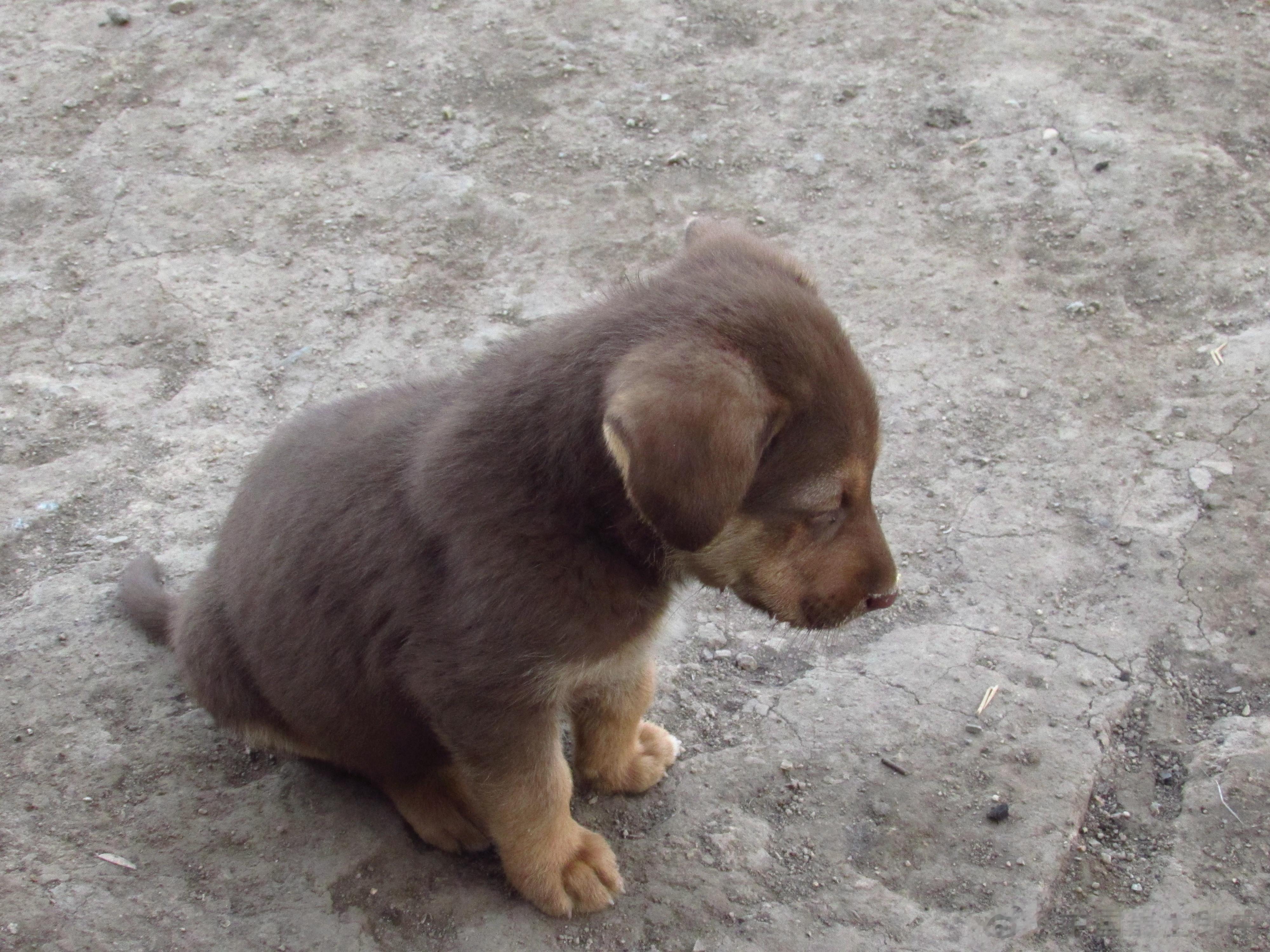 东亚狼的后代中华田园犬——土狗。 ​​​