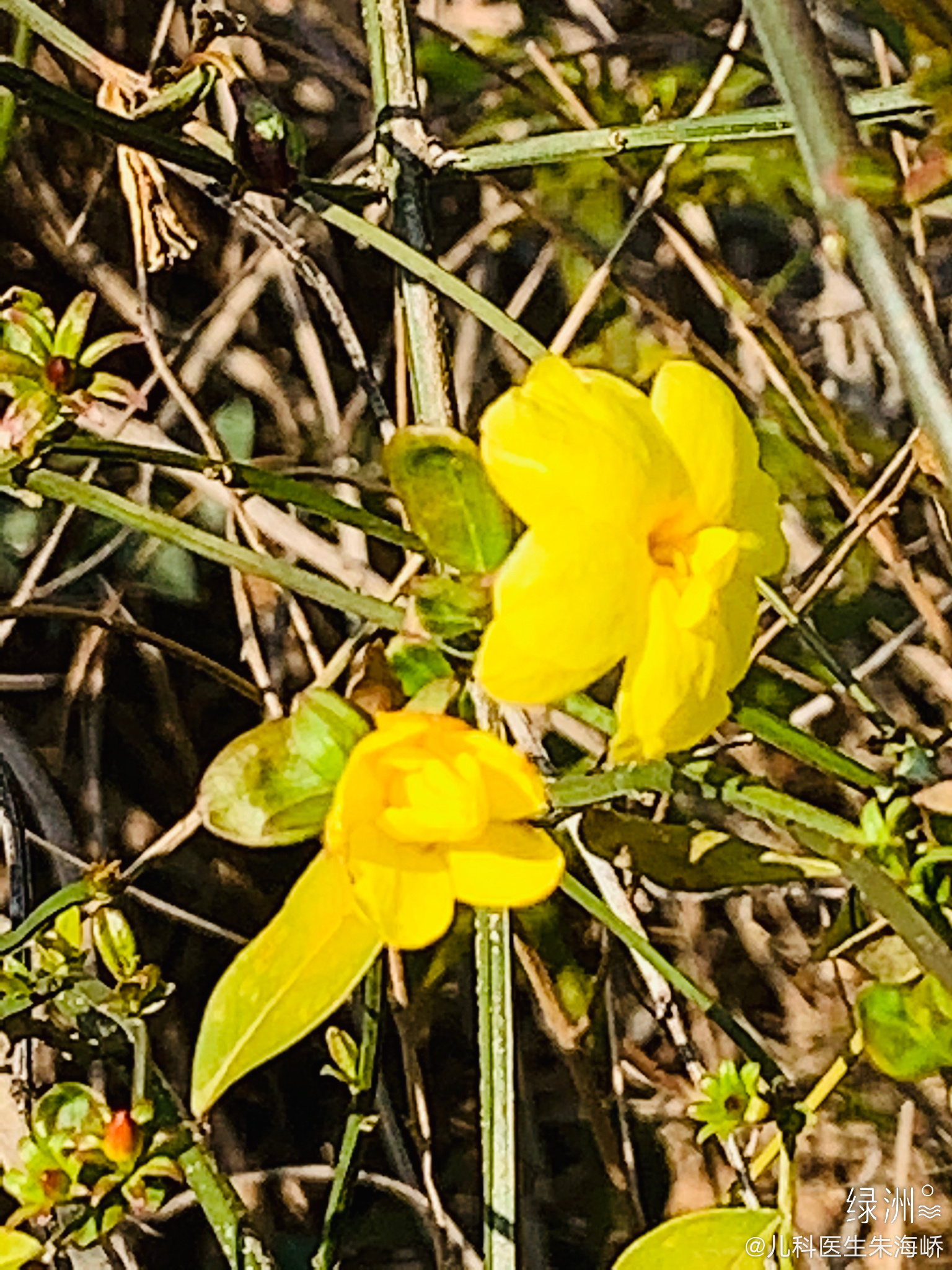 迎春花开了    ​​​