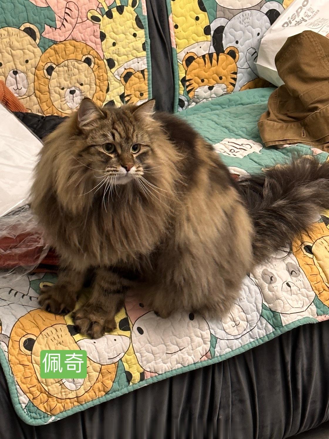 今天是 一岁生日哦！等了一天，终于等到佩奇爸浪回家拍照啦，佩奇简直震惊到我了！！