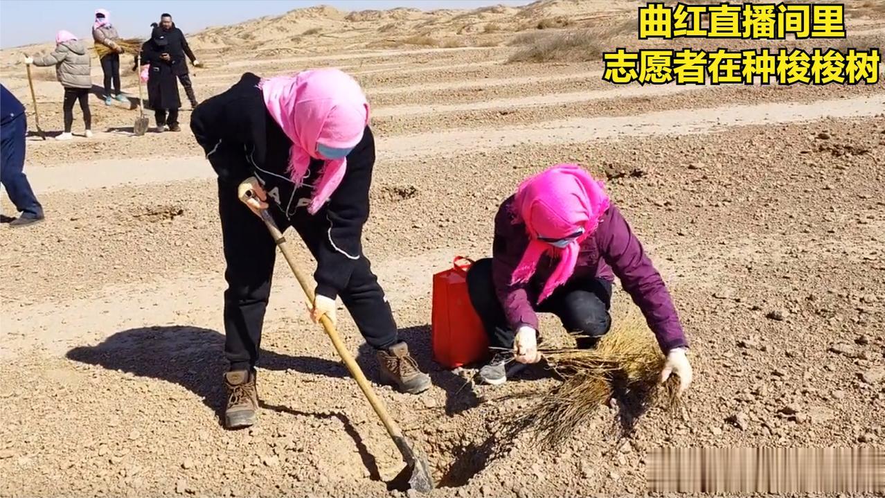 6万亩、百万棵，种树16年，因直播使得自身被看见。
甘肃省武威市民勤县，一位致力
