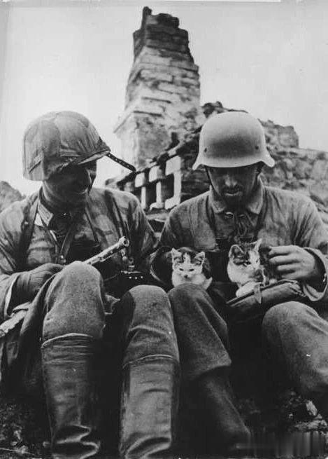 在被烧毁的村庄废墟中，德军士兵发现了两只小猫猫。