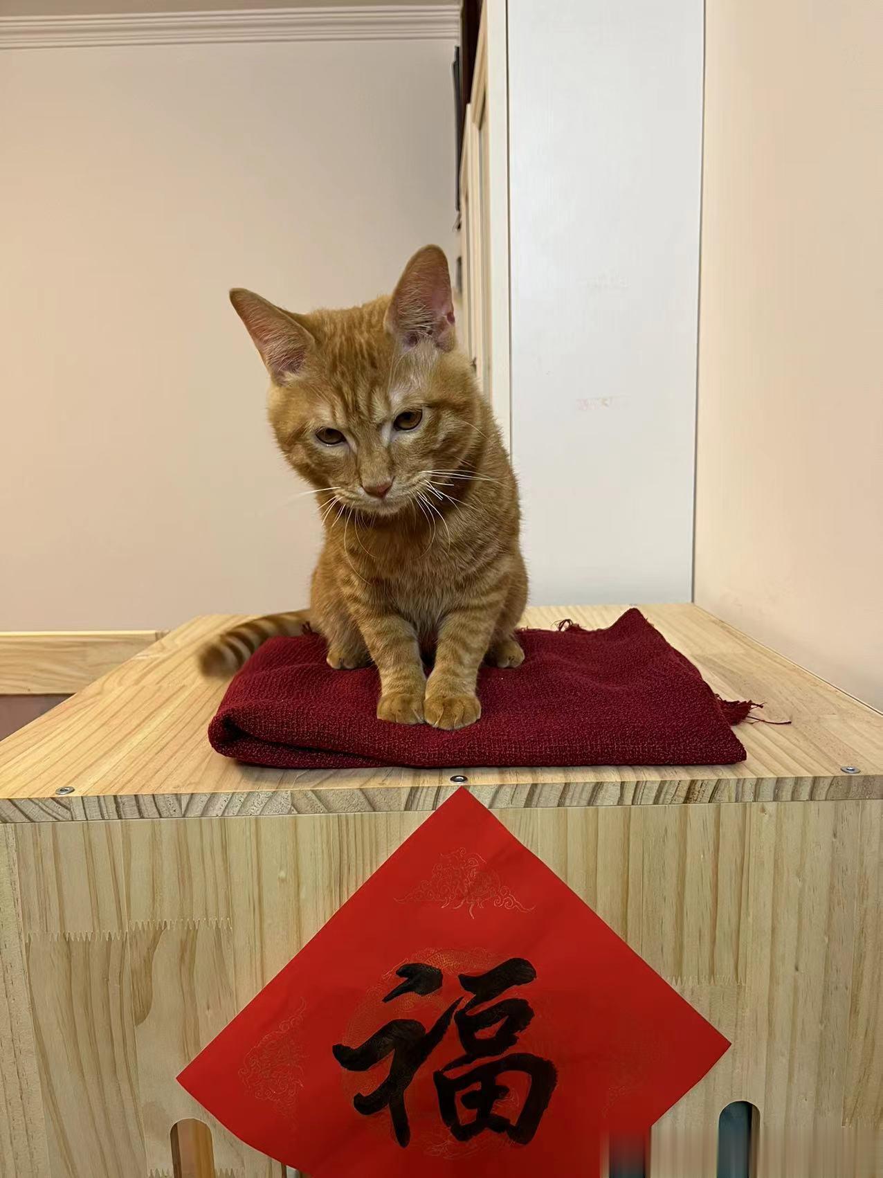 淘气聪明猫 ​​​