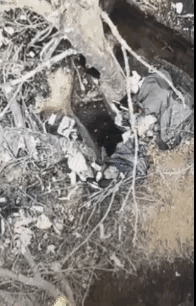这就叫自寻死路！手雷本来是投错地洞了，但这名士兵下意识地换个地洞钻，结果是自寻死