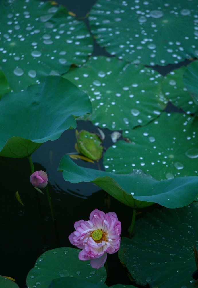 一雨助凉天气醒摄影：​#日常[超话]# ​​​