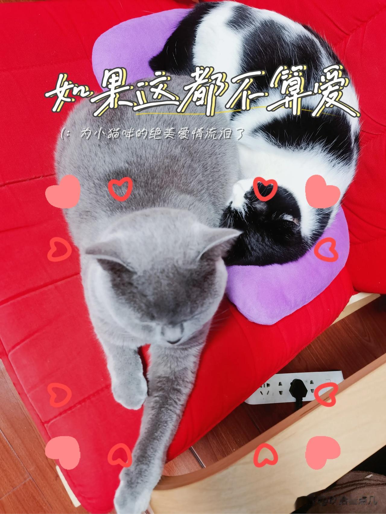 养宠物究竟是公德心重要，还是私德心重要？
我认为首先应该是公德心重要。

所以我