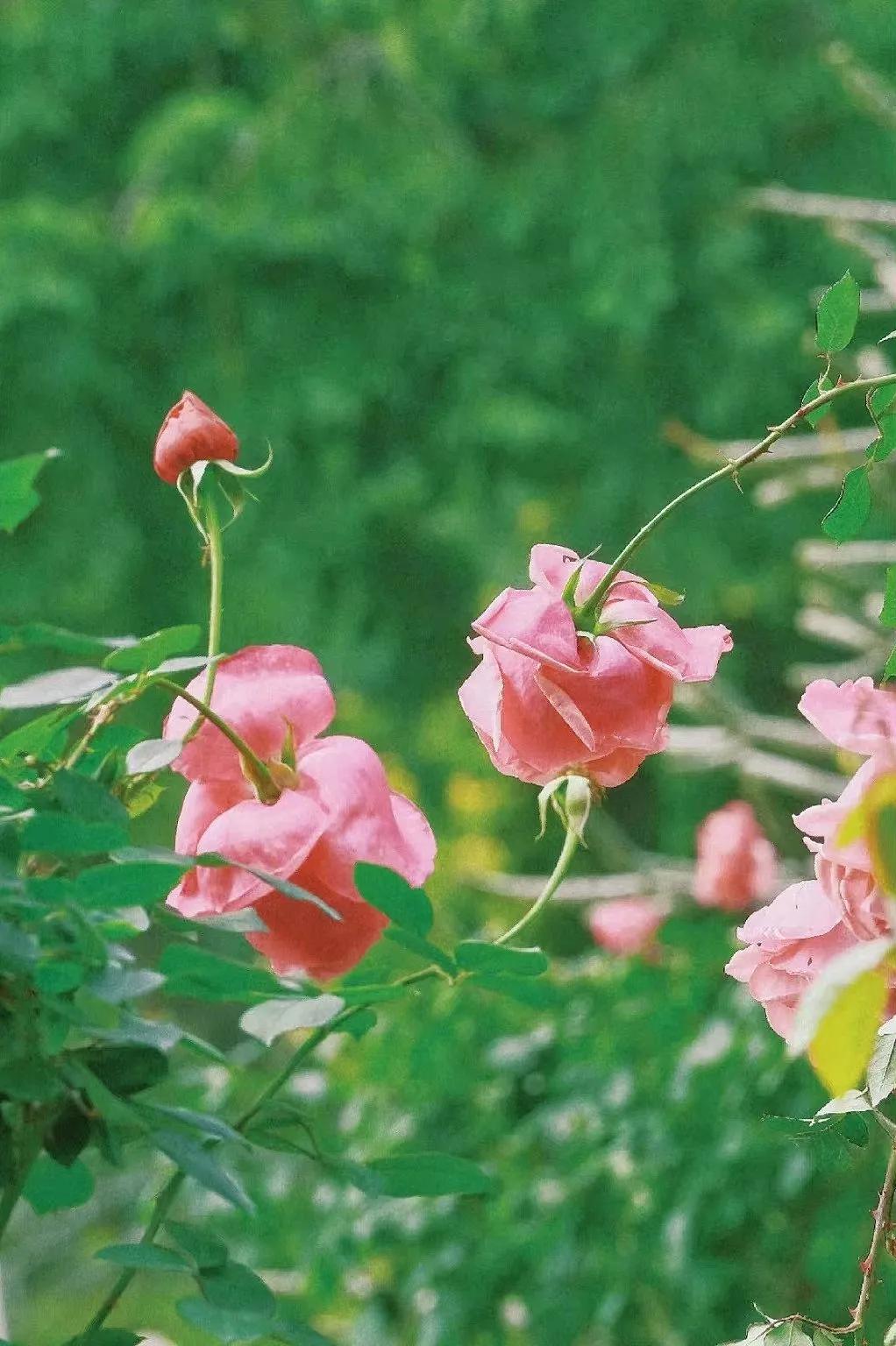 “ 春风轻拂三千里，人间无处不花香 .. ” ​​​
  