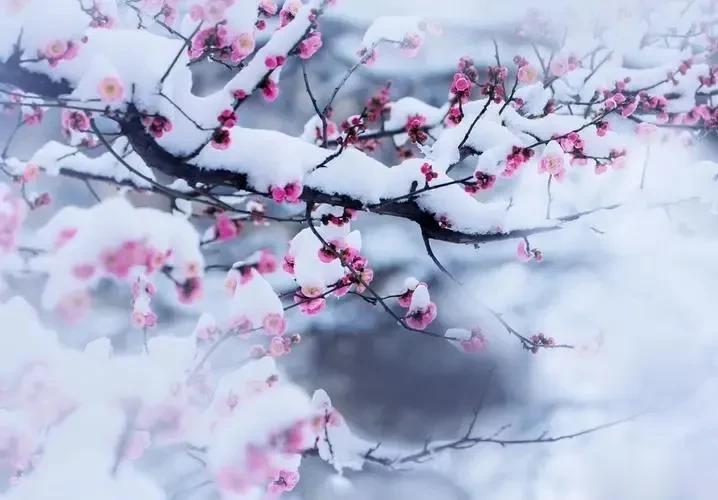 
 梅花落雪逐冬日
 松树凝霜