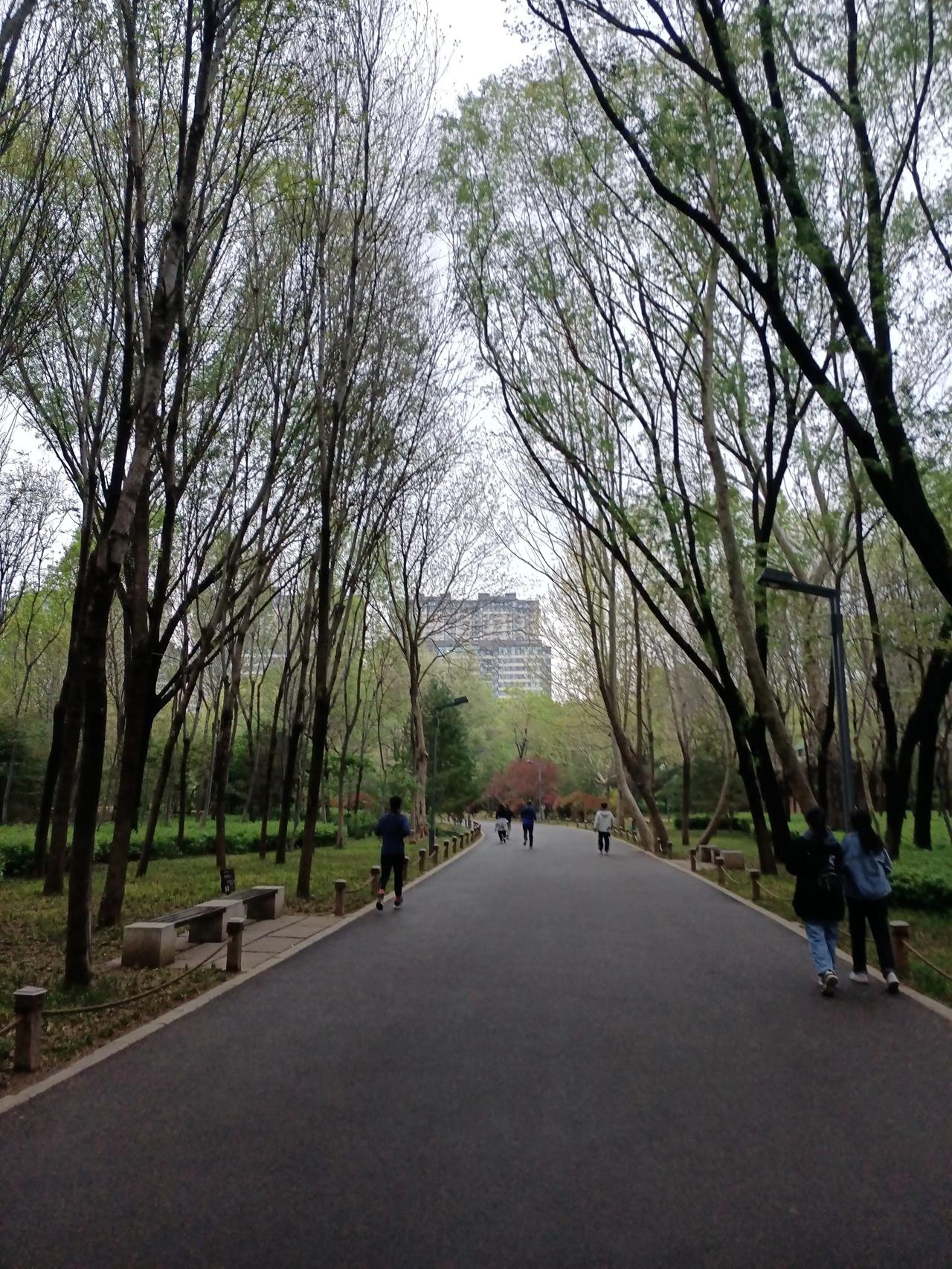 这种天气最适合在森林公园跑步🏃了
  