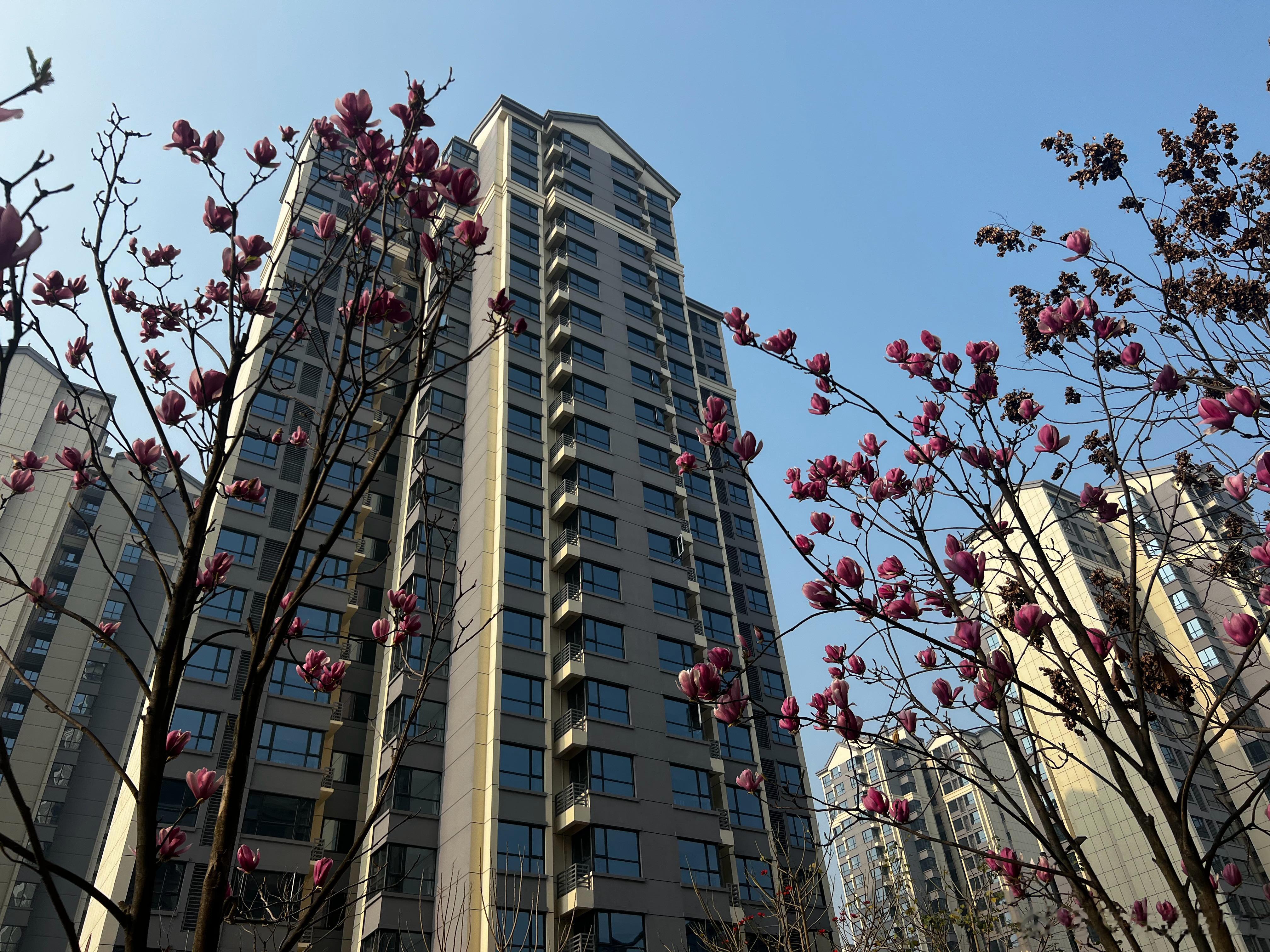 春天确实来了 ​​​