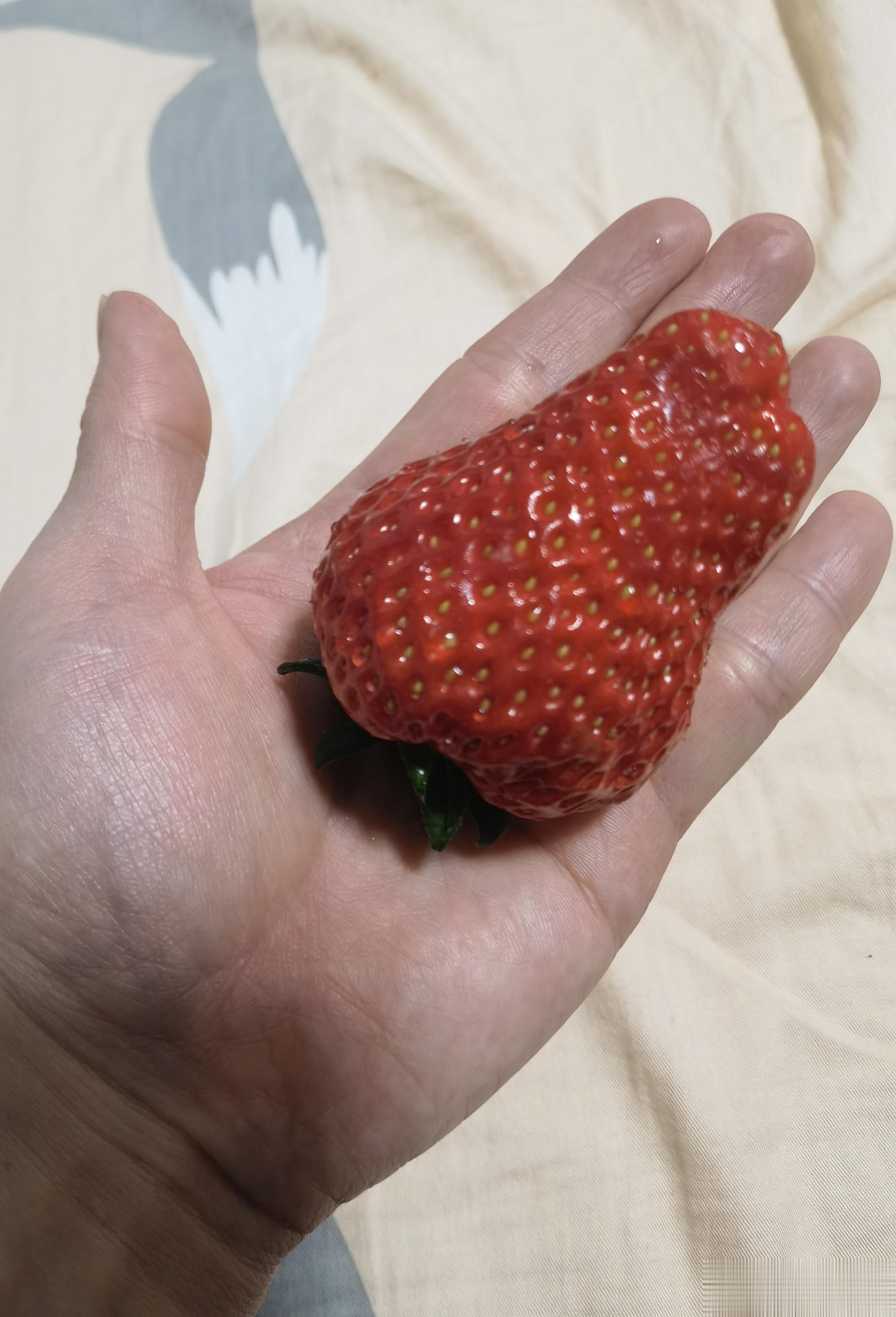 哪位朋友寄的草莓？好大（显得我