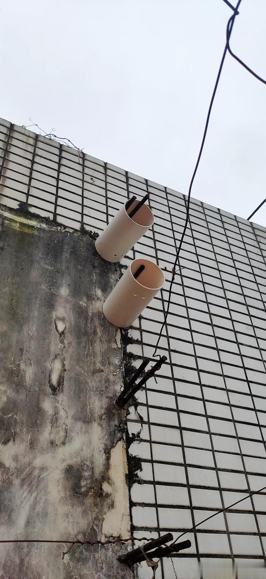 楼顶的晒台上有几根裸露的钢筋，我今天切了几根pvc管插上面了希望可以引几个鹊鹊过
