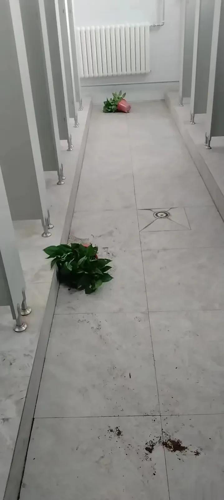 这种现象已出现多次。
摆在二、四年级学生厕所窗台上的几盆绿萝不知道被哪个孩子丢在