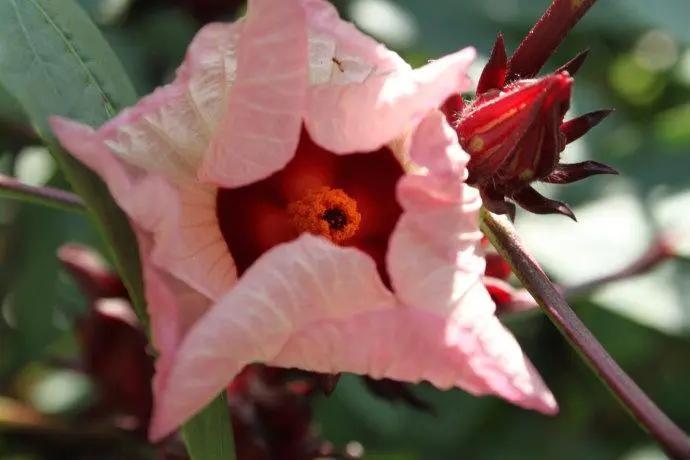 民间俗语有云：越是大红的、鲜艳