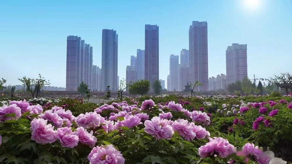还是投票决定吧！

几年前，中国花卉协会发布过《征求牡丹为我国国花意见的通知》，