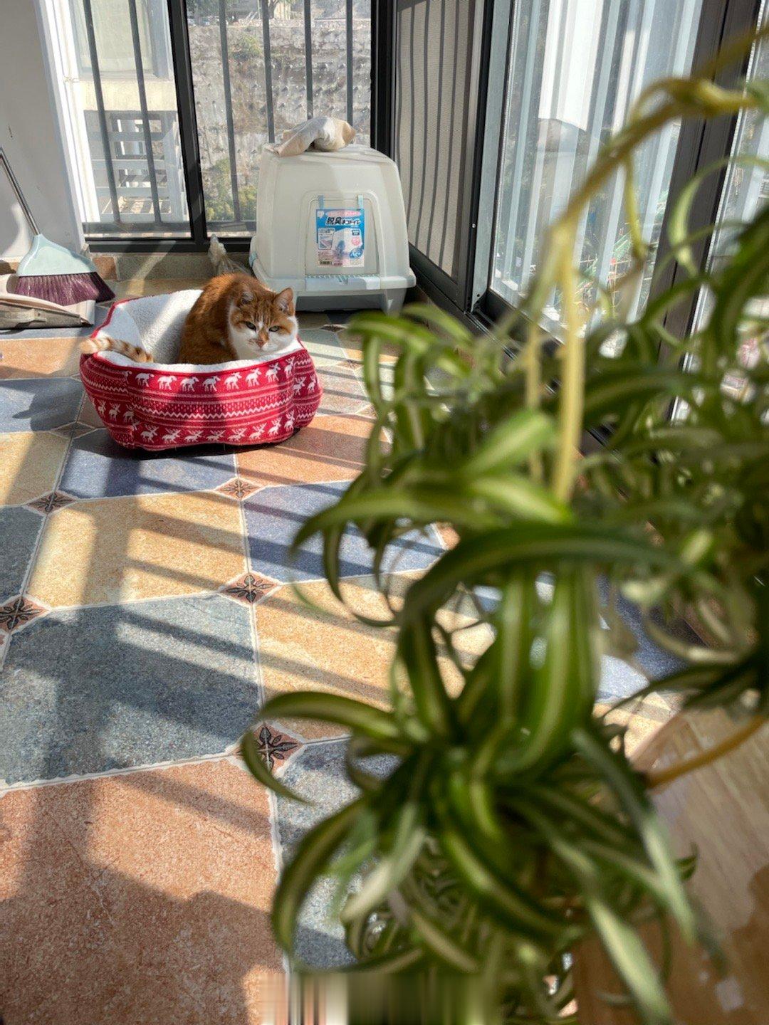  杨斑斑和他想啃的叶子之间，隔了万（一）水（个）千（亲）山（妈）。 ​​​