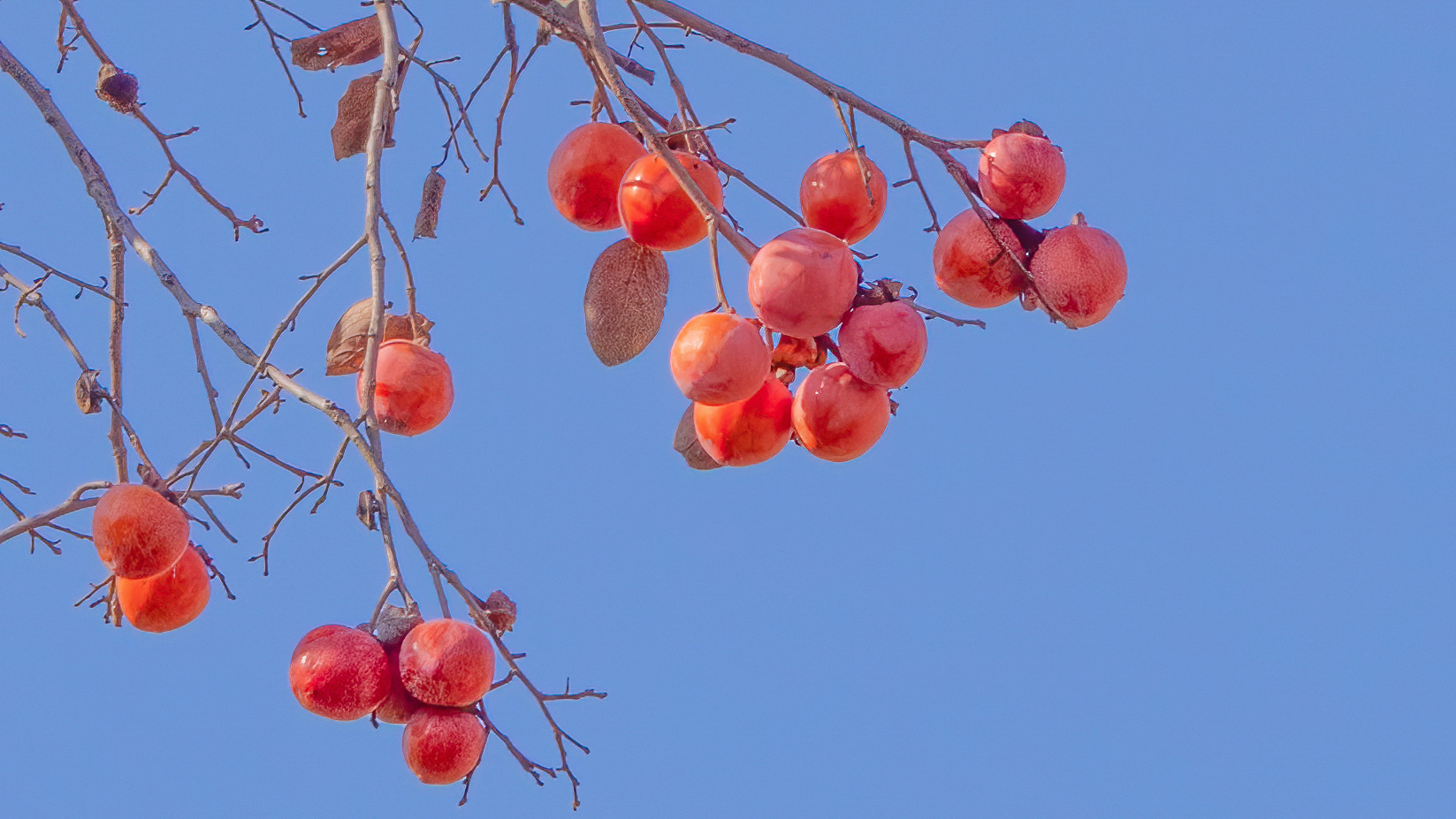  如意柿丨好🍅将近 丨 丨 