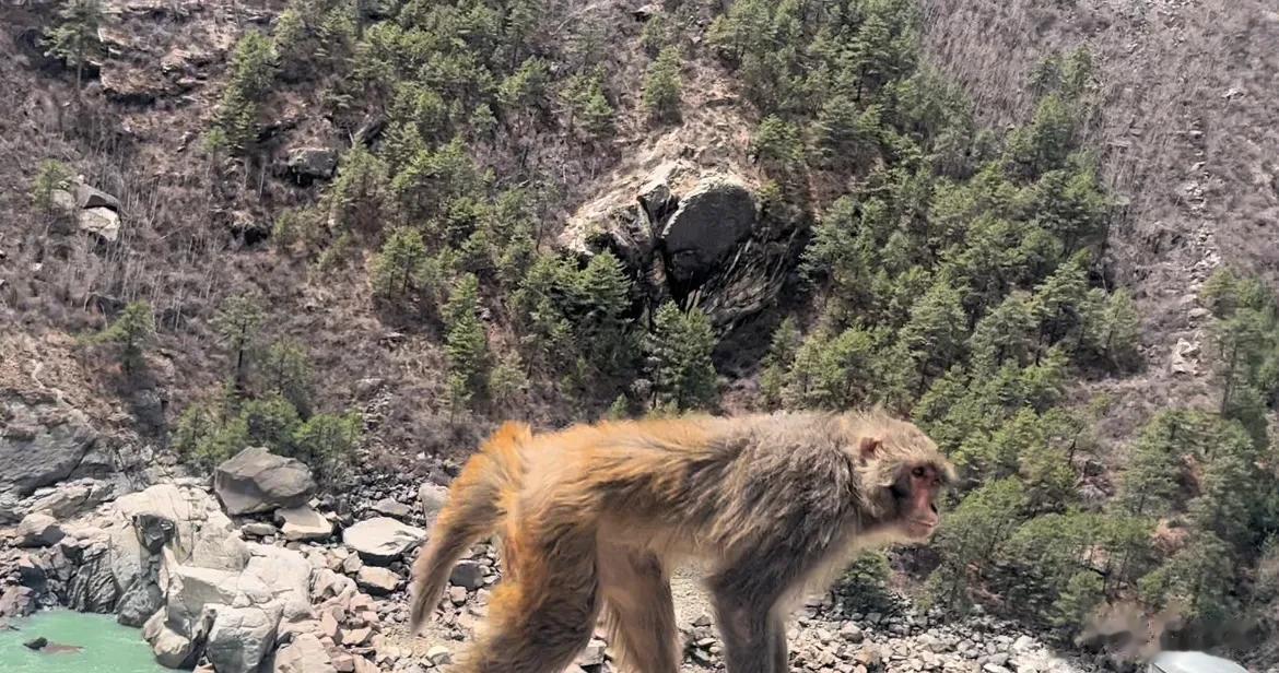 雅鲁藏布江峡谷偶遇了一群不怕人的猴儿，藏民告诉我：藏族有猕猴崇拜，所以猕猴都觉得