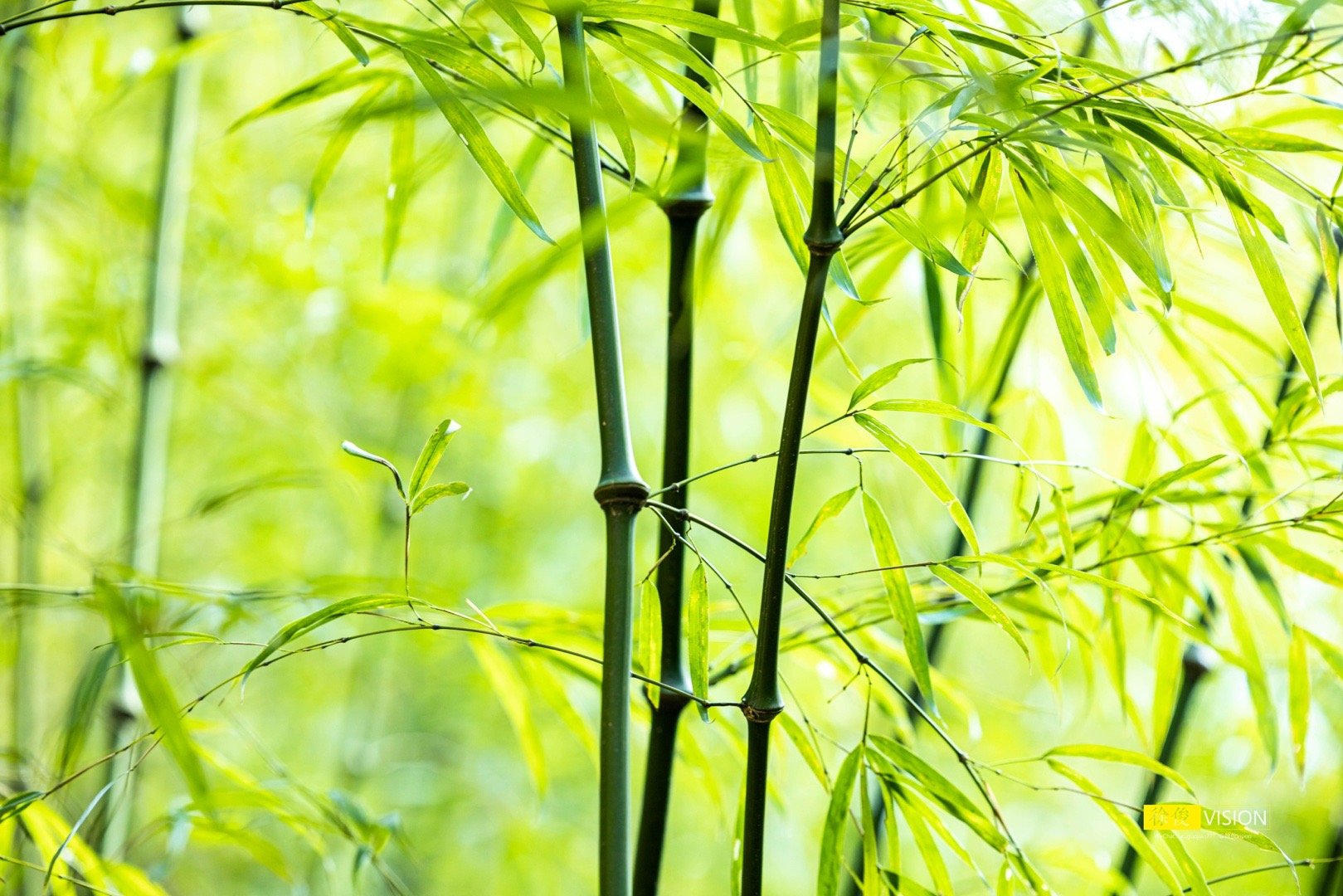 竹子有着不断向上生长的精神，它们的身躯虽然高大，但依然不忘保持谦虚和坚毅。愿你今