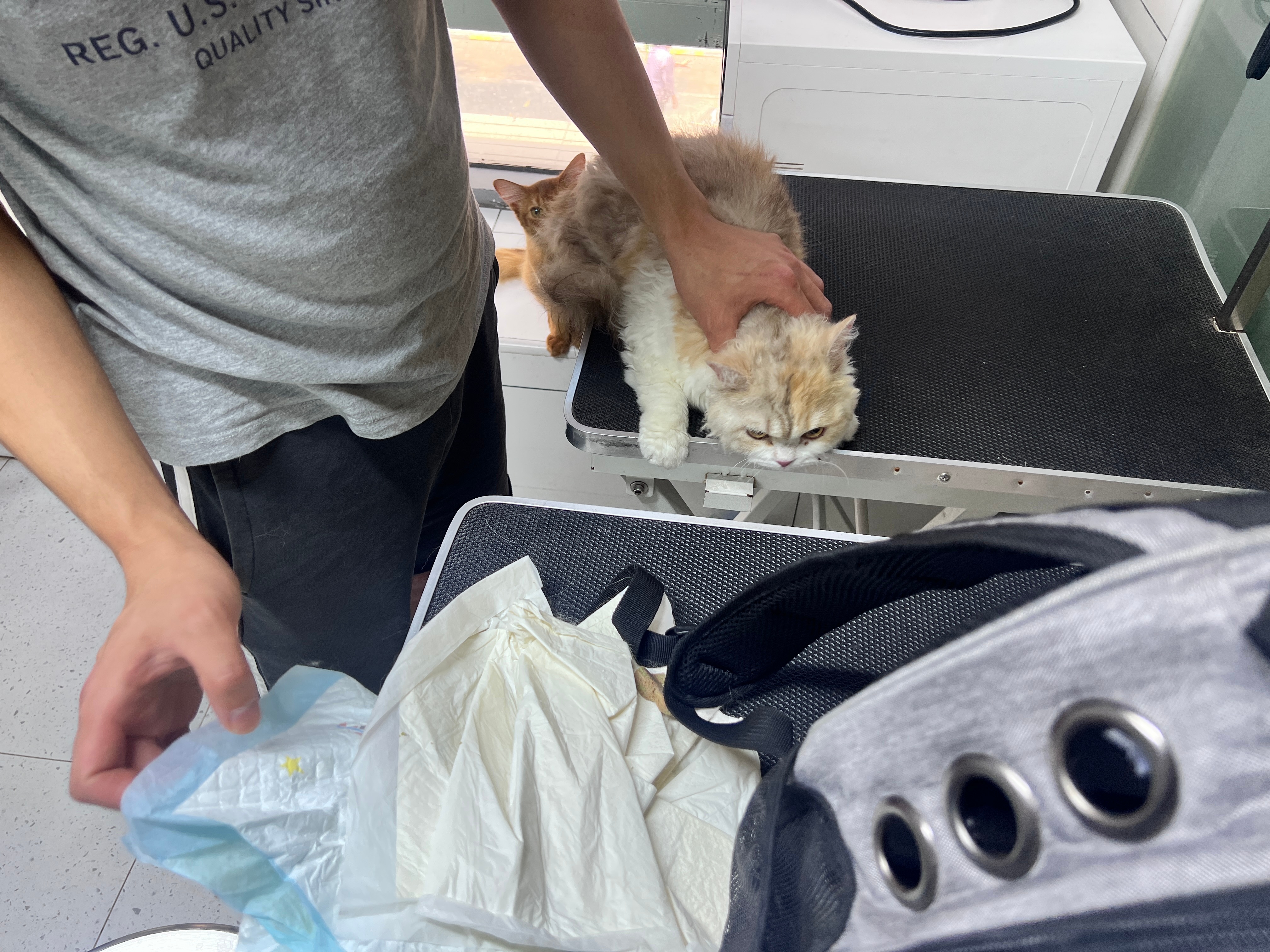 怎么猫猫坐豹子也吐了[苦涩]看来只能自己开？[允悲] ​​​