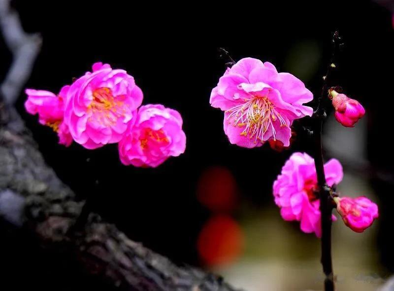 《一丛花   咏梅》

九冬独艳似瑶仙。冰骨绽香妍。琼肌玉面凝红萼，入尘俗、依旧
