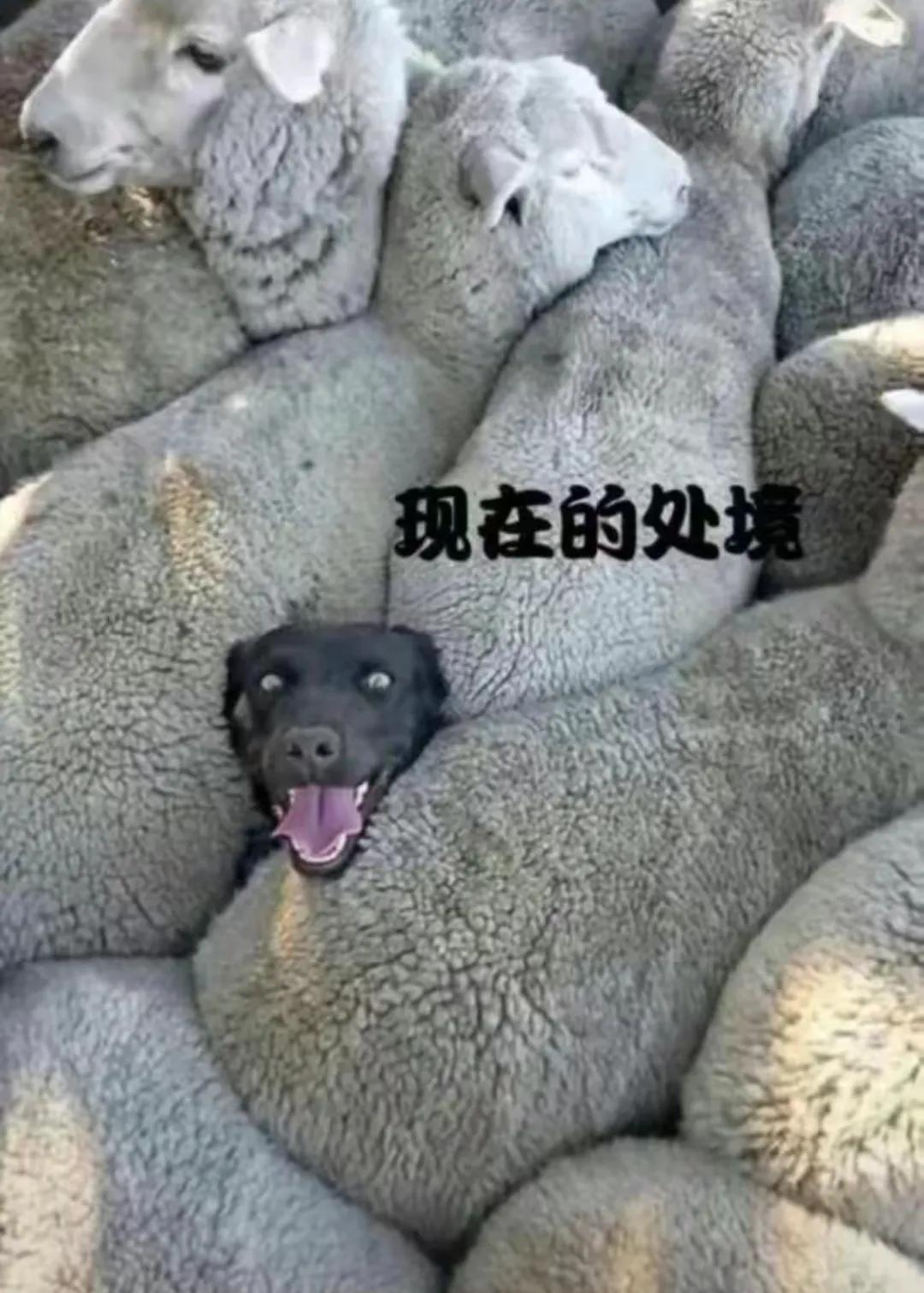 据说，这张图反映了目前很多人的处境！

周围都是“羊”，不是阳的瑟瑟发抖中…

