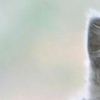 #熊猫守护者[超话]##阳光信