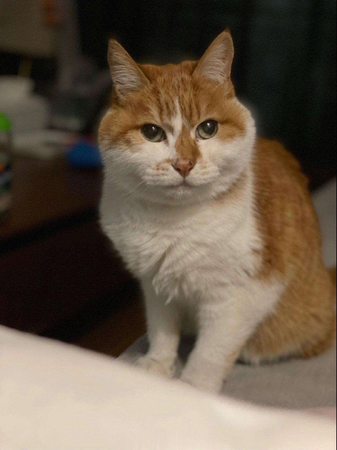  倒也有道理……最近楼下的猫半夜嗷嗷呜呜哇哇哇啦啦啦，斑斑感受召唤也呜嗷喵哇啦啊