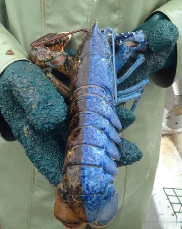 你绝对没有见过的龙虾，像来自异世界的物种。

这种5000万中才会出现一只的基因