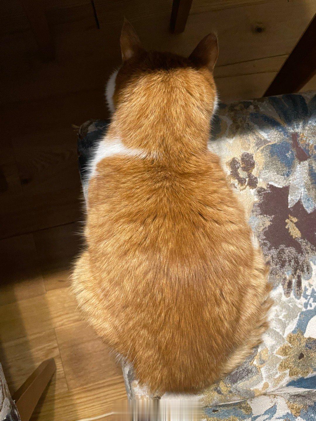  我小猫咪呀，主打的就是一个陪伴。昨晚又有事打开电脑干活，小猫咪客客气气地坐个椅