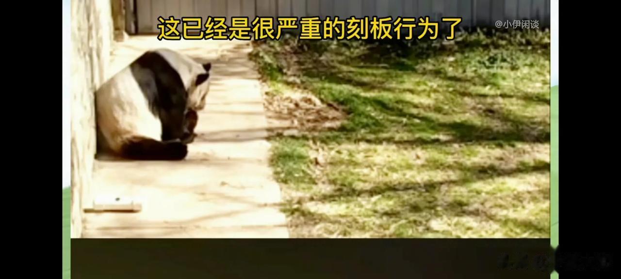 别让中动协的“陈戌源”跑了！
大熊猫美香如果是人类女性，现在已经有80岁的高龄，