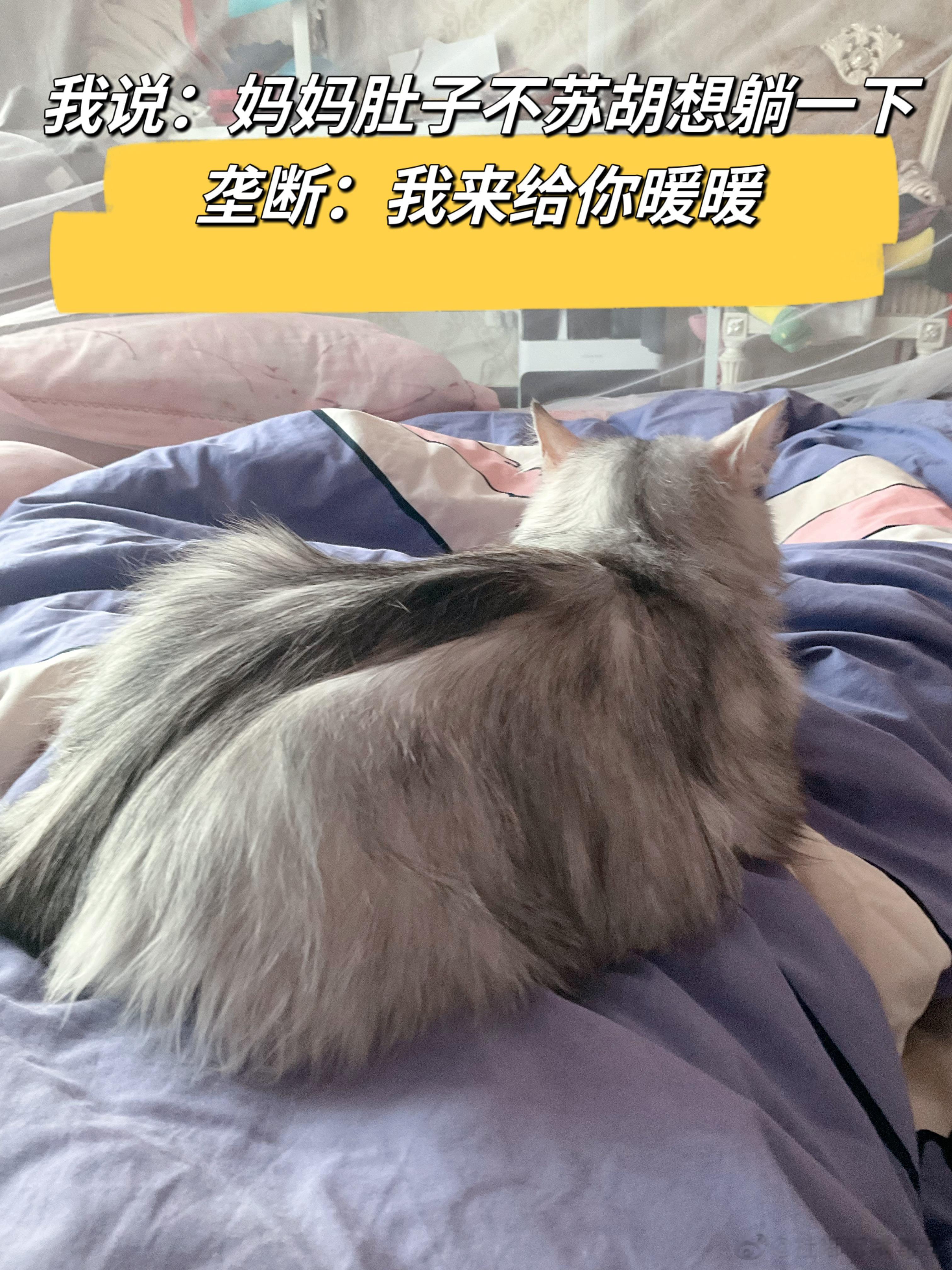 垄断这家伙真是个暖暖的小猫咪 ​​​