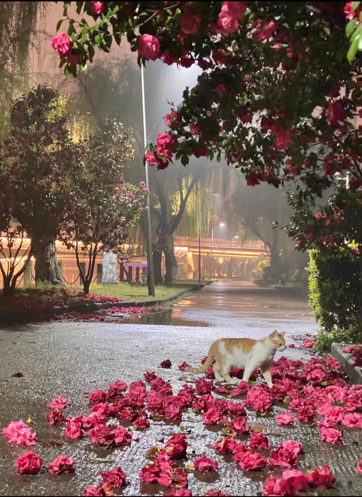 最近的春雨把花都打落了，好美好美！
美好往往都在某个无意的拐角处……
雨后山茶花