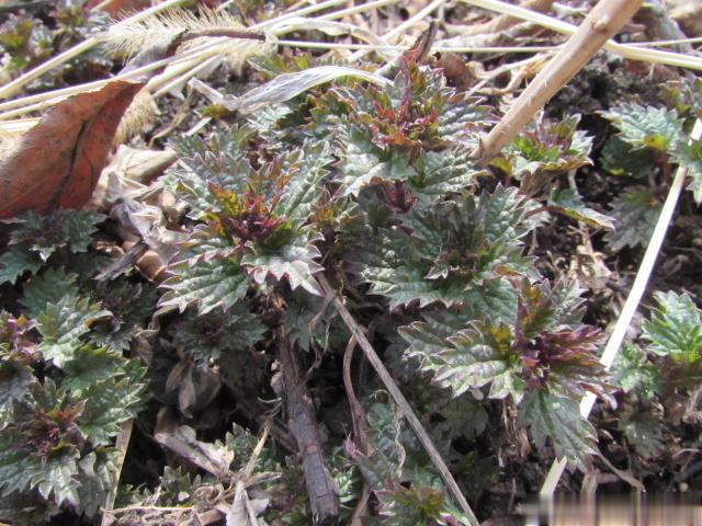 这个植物北方叫蛰麻子，学名荨麻(qián，má)，接触皮肤像蜜蜂蛰的一样痛，据说