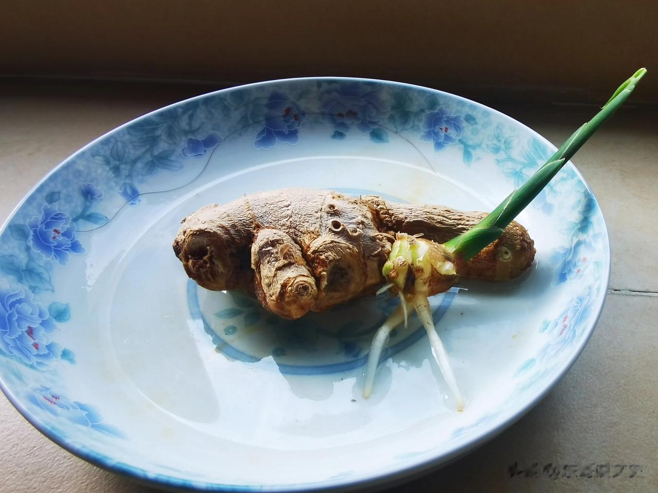 生姜放久了发芽，索性用水养起来