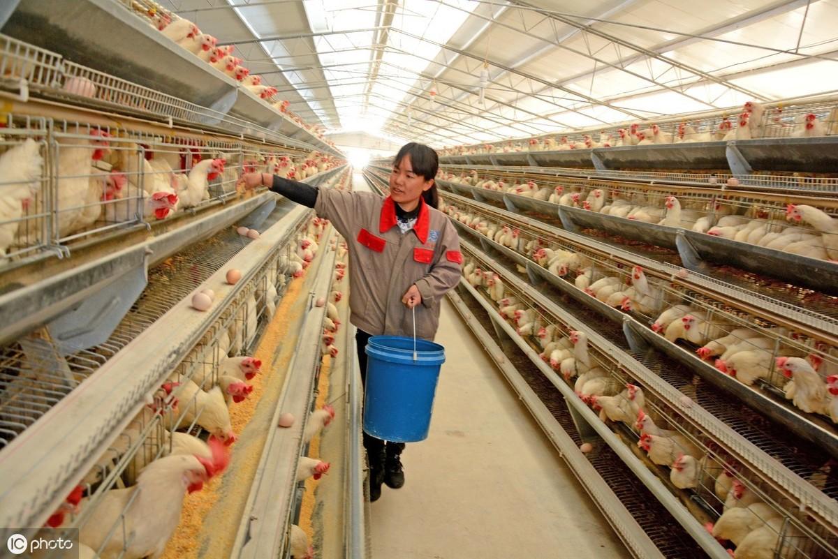 禁止鸡只笼养，美国鸡蛋价格飙升