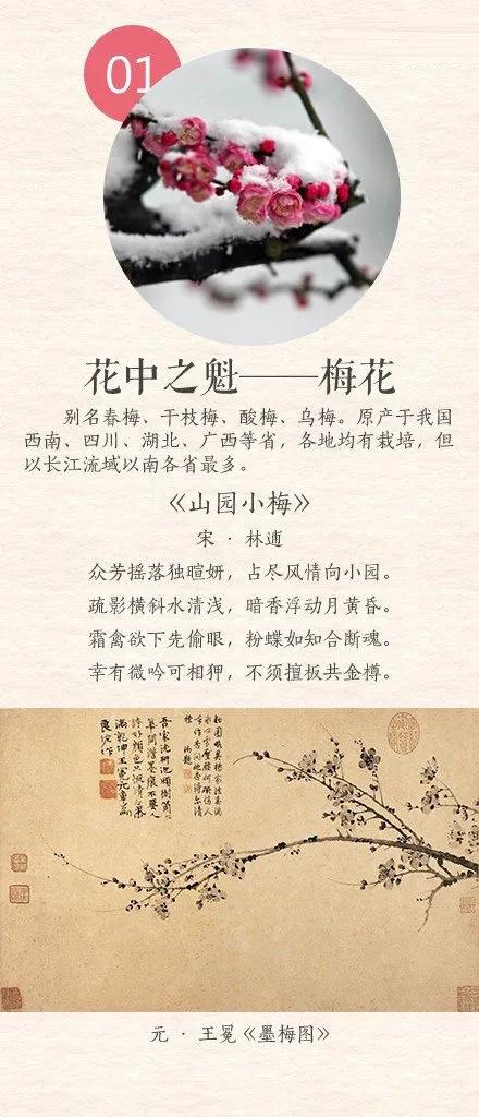 中国传统十大名花 你都知道吗？梅花高洁，牡丹繁艳，桂花清幽，月季鲜妍......